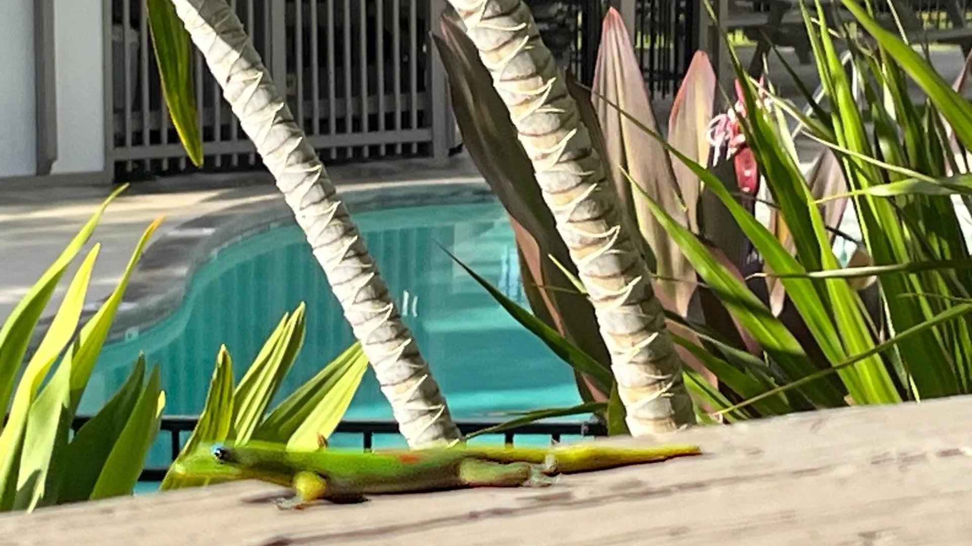 Διαμέρισμα Your Slice Of Paradise In Kona - Walk To Beach And Stores Καϊλούα-Κόνα